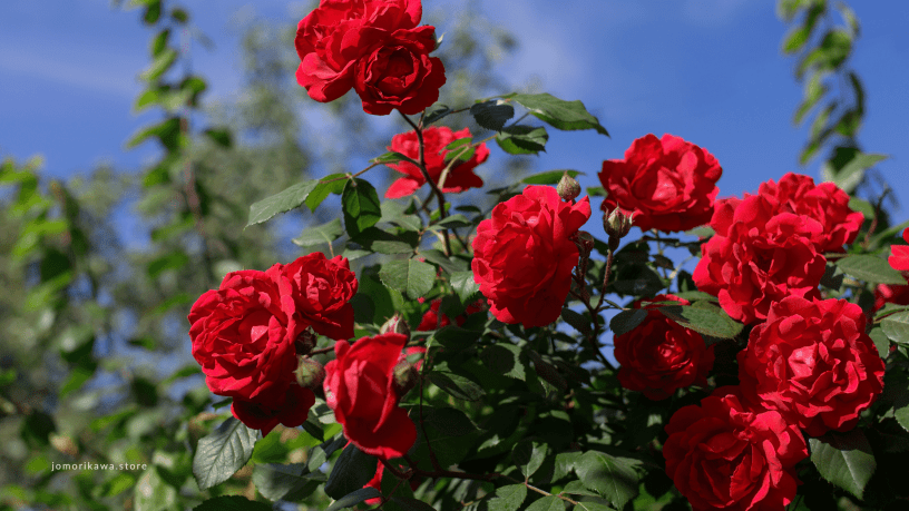 red roses