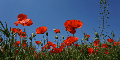 red flowers in the field