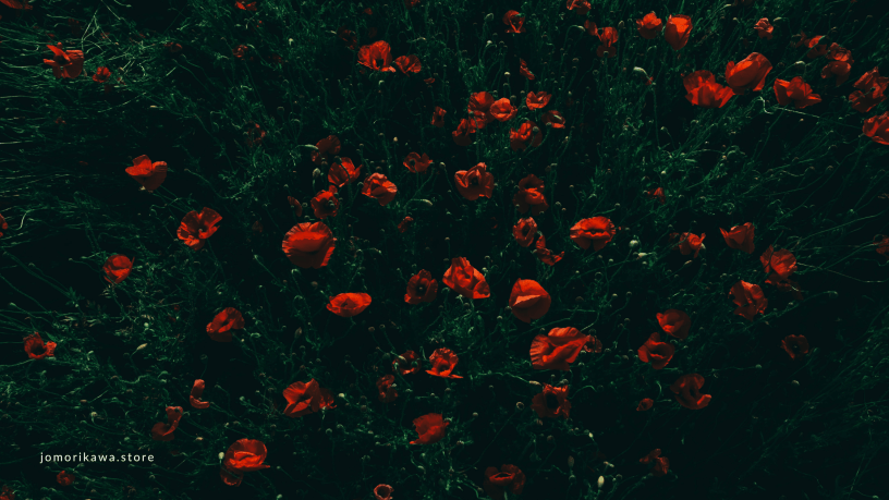 red flowers in the field