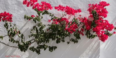 The Heat I Can Only Worship