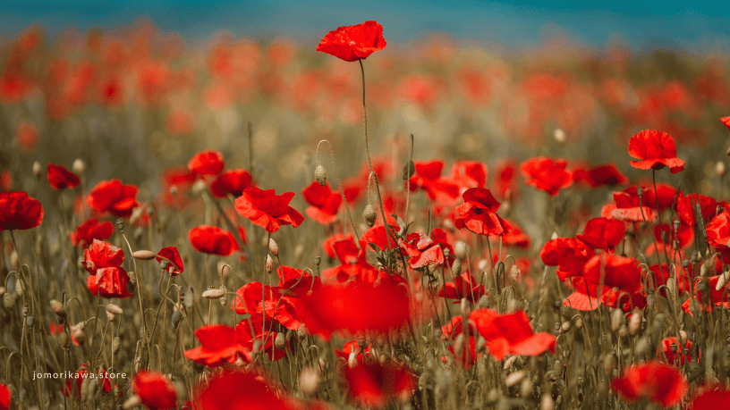 blog: maryjo morikawa