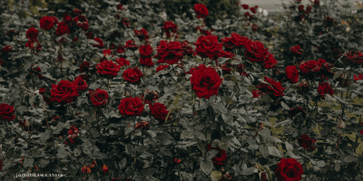 red roses