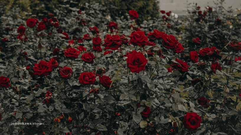 red roses