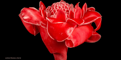 red torch ginger