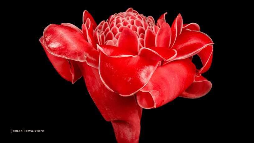 red torch ginger